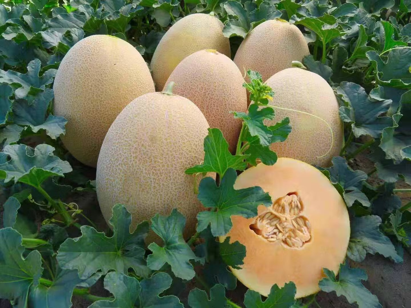 بذور شمام أناناس ذهبي – Golden Ananas Melon Seeds
