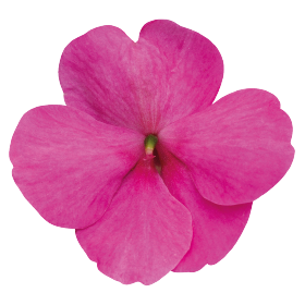 بذور إمباتينز واليريانا لولي بوب إف ون من بينري 1000 بذرة - Impatiens walleriana F₁ Lollipop® 1000 seeds