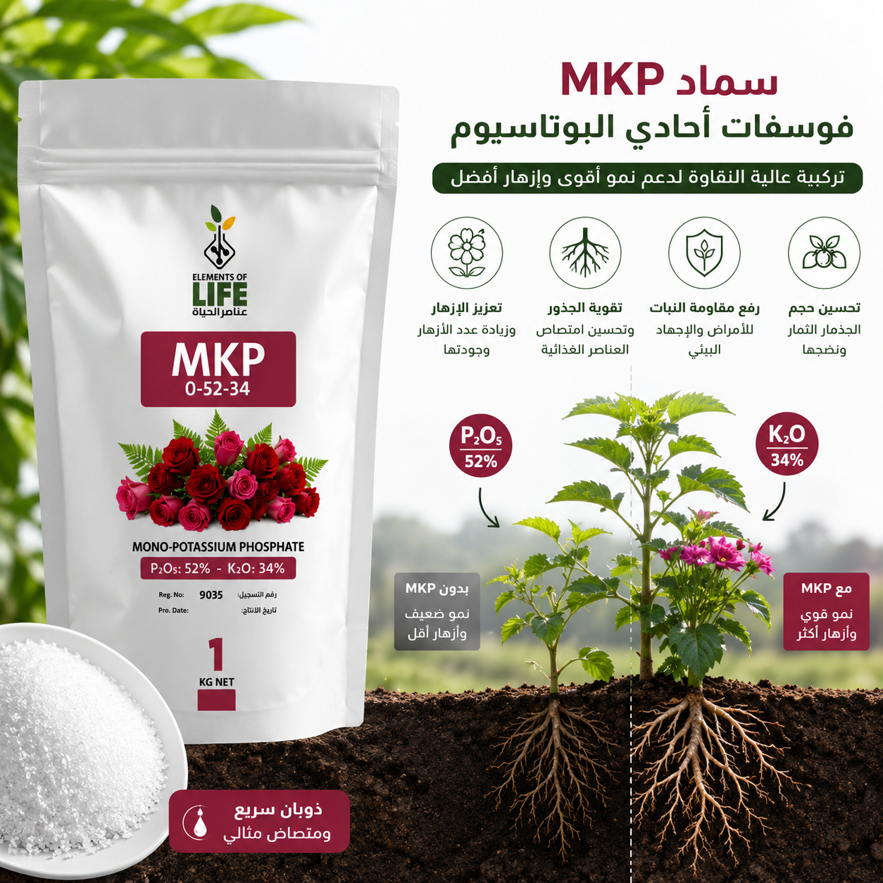 سماد MKP فوائد وتحليل - إنفوغرافيك ورود