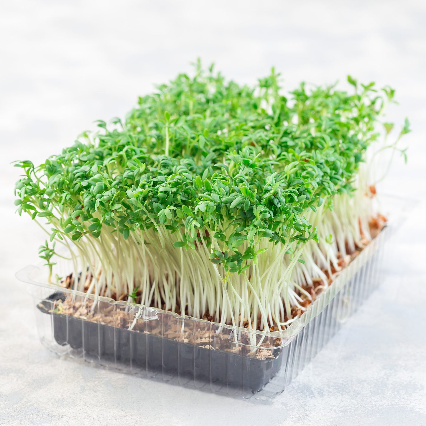 بذور الرشاد للاستنبات  - Garden Cress Microgreens Seeds