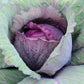 بذور ملفوف أحمر عالية الجودة – High Quality Red Cabbage Seeds