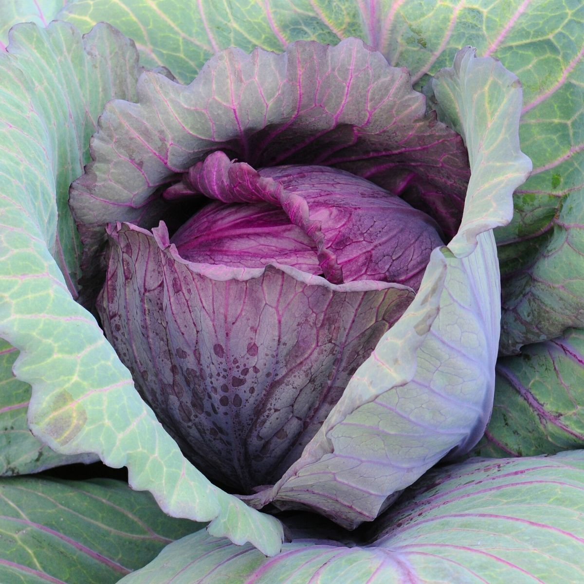بذور ملفوف أحمر عالية الجودة – High Quality Red Cabbage Seeds