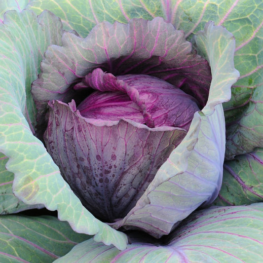 بذور ملفوف أحمر عالية الجودة – High Quality Red Cabbage Seeds