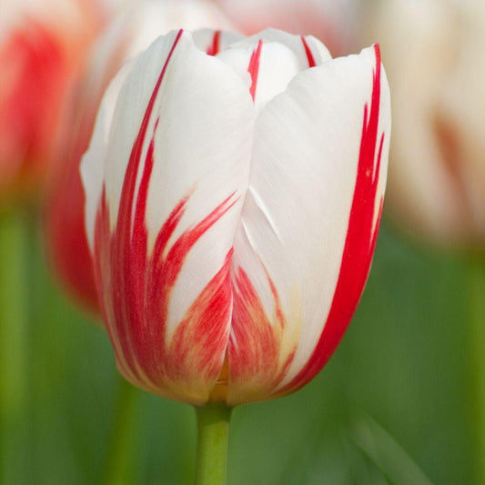 Tulip carnaval de rio - تيوليب كارنيفال دي ريو