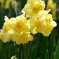 Narcissus Yellow Cheerfulness - نرجس أصفر مبهج