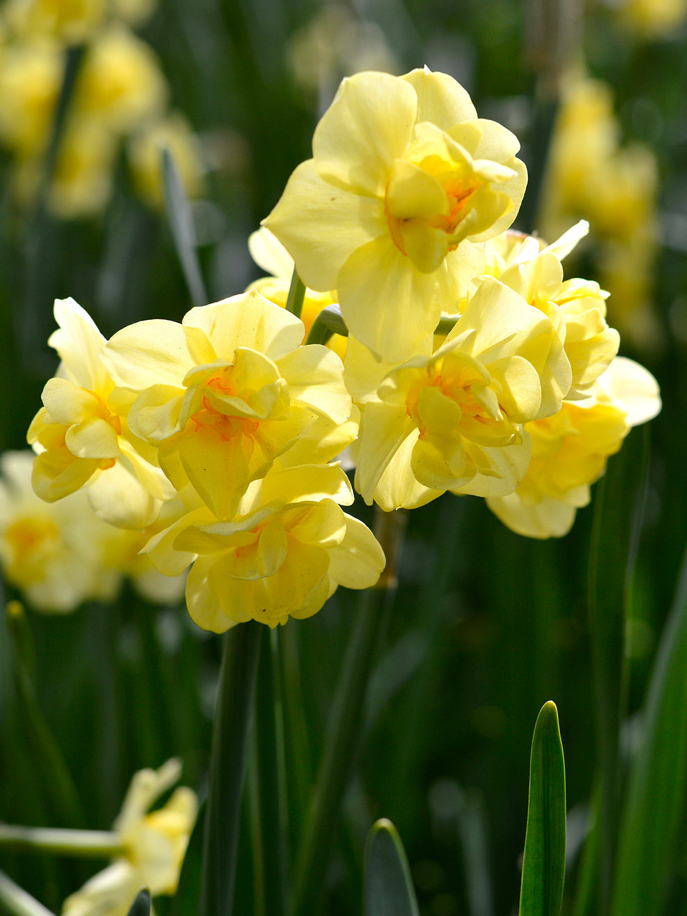 Narcissus Yellow Cheerfulness - نرجس أصفر مبهج