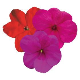 بذور إمباتينز واليريانا لولي بوب إف ون من بينري 1000 بذرة - Impatiens walleriana F₁ Lollipop® 1000 seeds