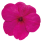 بذور إمباتينز واليريانا لولي بوب إف ون من بينري 1000 بذرة - Impatiens walleriana F₁ Lollipop® 1000 seeds