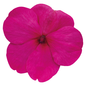 بذور إمباتينز واليريانا لولي بوب إف ون من بينري 1000 بذرة - Impatiens walleriana F₁ Lollipop® 1000 seeds