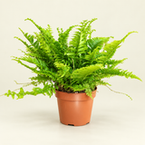 خنشار بوسطن – Boston Fern | Nephrolepis exaltata | ارتفاع 30 سم