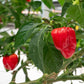فلفل هابانيرو أحمر كاريبي حار جدًا – Caribbean Habanero Hot Pepper Seeds