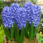 Hyacinth Delft Blue - هياسنت أزرق