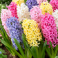 هياسنت مكس- Hyacinth Mix bulbs