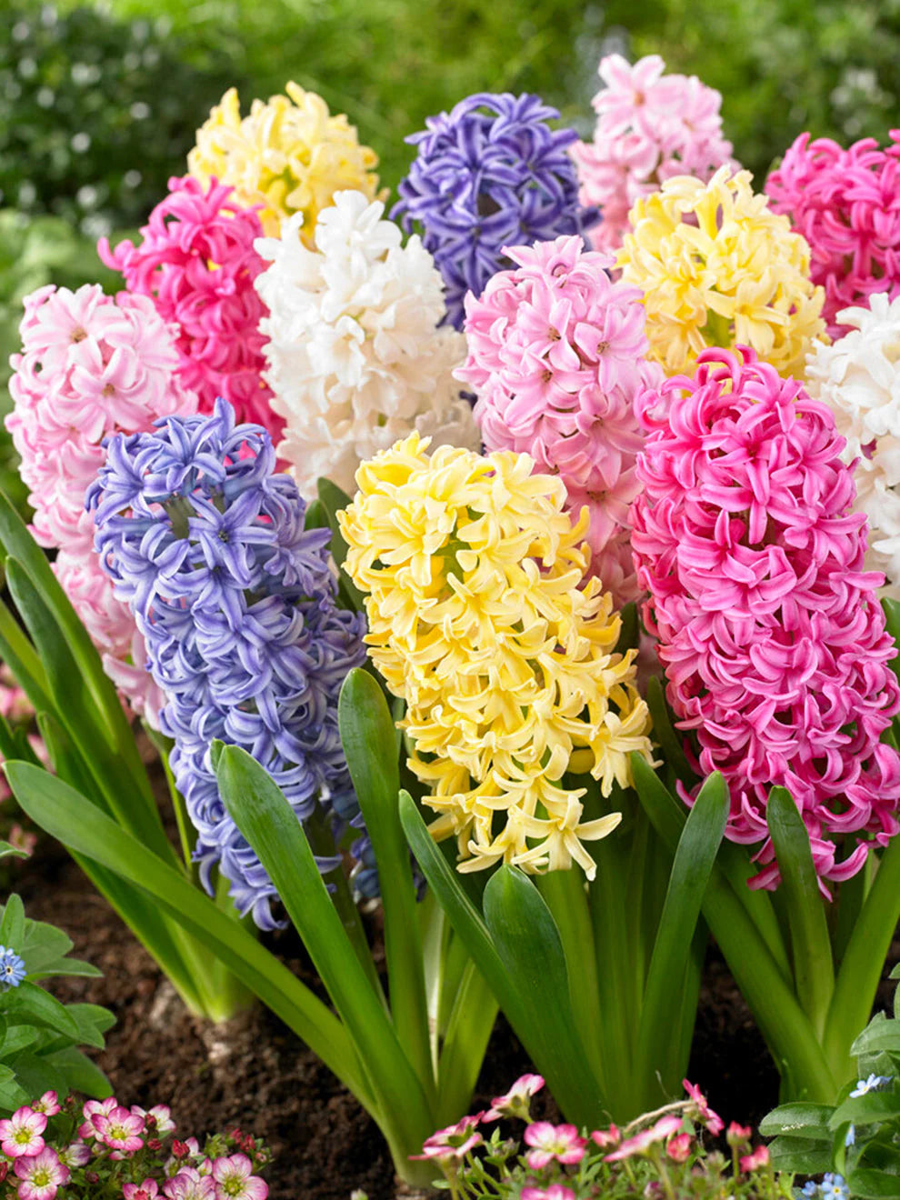 هياسنت مكس- Hyacinth Mix bulbs