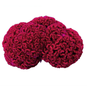 بذور كيلوسيا كريستاتا ( عرف الديك الدماغي ) من بينري 1000 بذرة -Celosia cristata Brainiac 1000 seeds