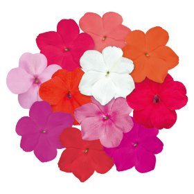 بذور إمباتينز واليريانا لولي بوب إف ون من بينري 1000 بذرة - Impatiens walleriana F₁ Lollipop® 1000 seeds