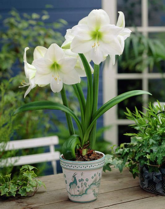 أمارلس مون بلانك – بصيلة زهور هولندية ناصعة البياض من مجموعة جالاكسي – Hippeastrum Galaxy ‘Mount Blanc’
