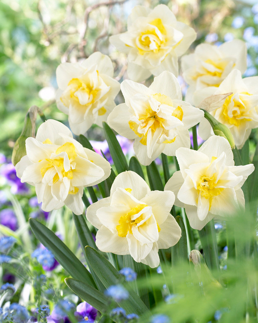 أبصال نرجس أبيض مزدوج للزراعة – Narcissus White Lion Bulbs