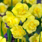 أبصال نرجس أصفر صغير متعدد الأزهار للزراعة – Narcissus Yellow Cheerfulness Bulbs