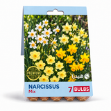 أبصال نرجس مكس – 7 أبصال - Narcissus Mix