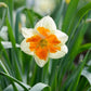 أبصال نرجس برتقالي للزراعة – Narcissus Orangery Bulbs