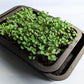 بذور الجرجير للاستنبات - Arugula Microgreens Seeds