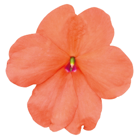 بذور إمباتينز واليريانا لولي بوب إف ون من بينري 1000 بذرة - Impatiens walleriana F₁ Lollipop® 1000 seeds