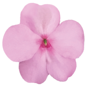 بذور إمباتينز واليريانا لولي بوب إف ون من بينري 1000 بذرة - Impatiens walleriana F₁ Lollipop® 1000 seeds