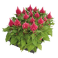 بذور سيلوسيا جلوريس (عرف الديك) من بينري 1000 بذرة - Celosia plumosa Glorious  1000 seeds