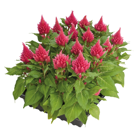 بذور سيلوسيا جلوريس (عرف الديك) من بينري 1000 بذرة - Celosia plumosa Glorious  1000 seeds