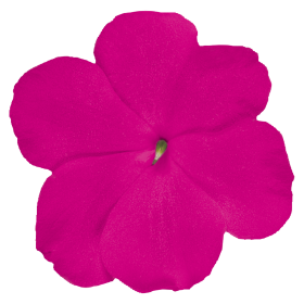 بذور إمباتينز واليريانا لولي بوب إف ون من بينري 1000 بذرة - Impatiens walleriana F₁ Lollipop® 1000 seeds