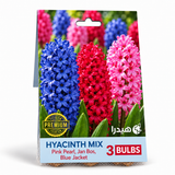 أبصال هياسنت مكس – 3 أبصال - Hyacinth Mix