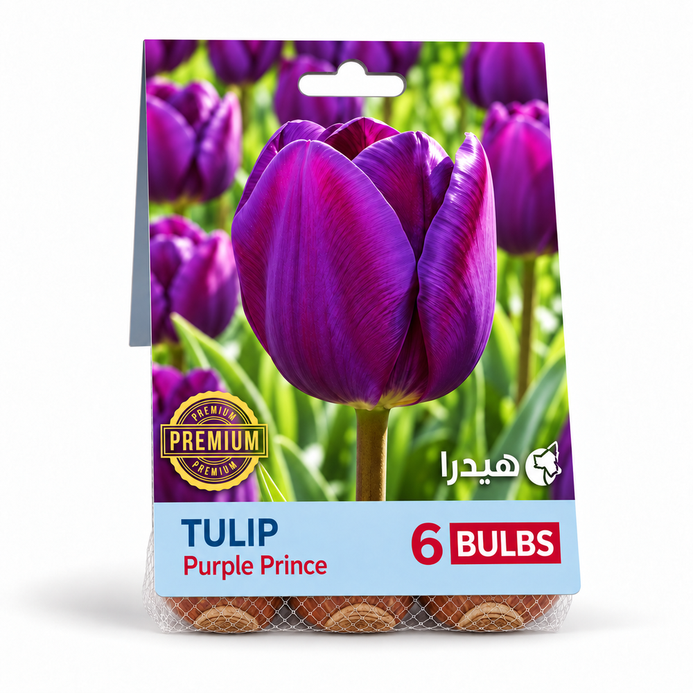 أبصال تيوليب بيربل برنس – 6 أبصال - Purple Prince