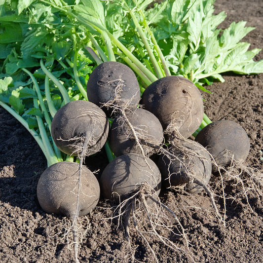 بذور فجل أسود عالية الجودة – Premium Quality Black Radish Seeds