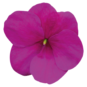 بذور إمباتينز واليريانا لولي بوب إف ون من بينري 1000 بذرة - Impatiens walleriana F₁ Lollipop® 1000 seeds