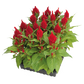 بذور سيلوسيا جلوريس (عرف الديك) من بينري 1000 بذرة - Celosia plumosa Glorious  1000 seeds