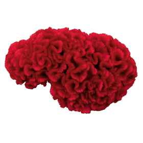 بذور كيلوسيا كريستاتا ( عرف الديك الدماغي ) من بينري 1000 بذرة -Celosia cristata Brainiac 1000 seeds