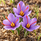 أزهار زعفران بنفسجية بمياسم حمراء Crocus sativus