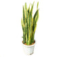 SANSEVIERIA TRIFASCIATA -  نبات سانسيفيريا جلد النمر نبات الأفعى 40 سم