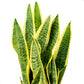 SANSEVIERIA TRIFASCIATA - نبات سانسيفيريا جلد النمر نبات الأفعى 30 سم