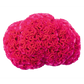 بذور كيلوسيا كريستاتا ( عرف الديك الدماغي ) من بينري 1000 بذرة -Celosia cristata Brainiac 1000 seeds