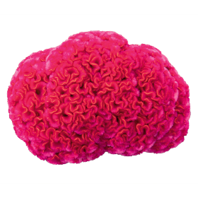 بذور كيلوسيا كريستاتا ( عرف الديك الدماغي ) من بينري 1000 بذرة -Celosia cristata Brainiac 1000 seeds