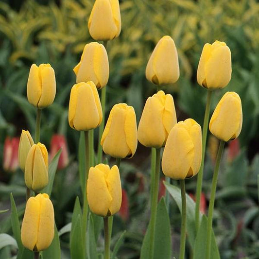 أبصال تيوليب صفراء ذهبية للزراعة – Tulip Golden Apeldoorn Bulbs