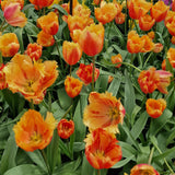 أبصال تيوليب برتقالية زاهية للزراعة – Tulip Lambada Bulbs
