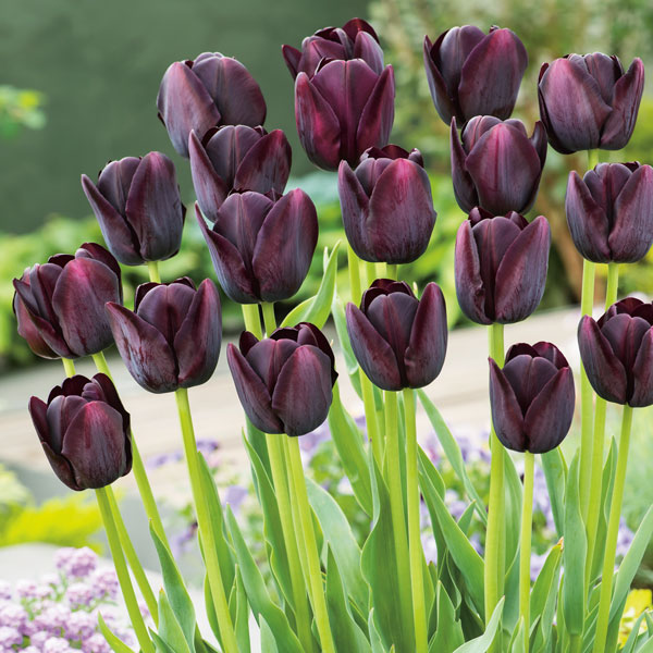 Tulip queen of the night - تيوليب ملكة الليل السوداء