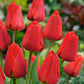 أبصال تيوليب حمراء للزراعة – Tulip Apeldoorn Bulbs
