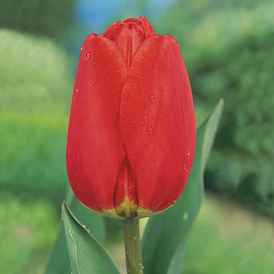 أبصال تيوليب حمراء للزراعة – Tulip Apeldoorn Bulbs