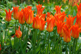 أبصال تيوليب برتقالية أنيقة للزراعة – Tulip Ballerina Bulbs