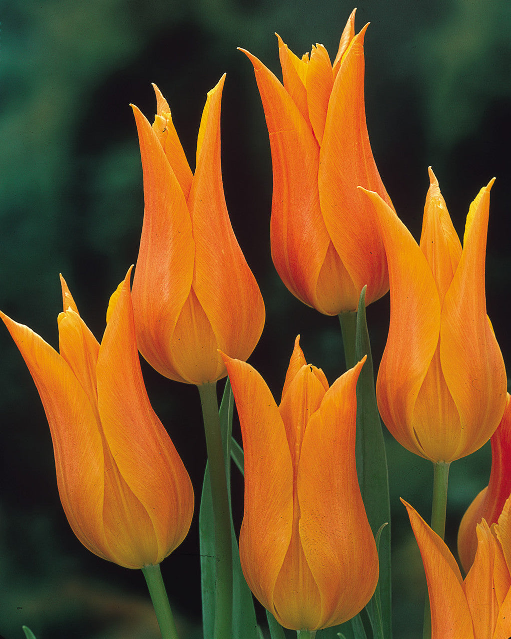 أبصال تيوليب برتقالية أنيقة للزراعة – Tulip Ballerina Bulbs