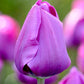أبصال تيوليب بنفسجية داكنة للزراعة – Tulip Negrita Bulbs